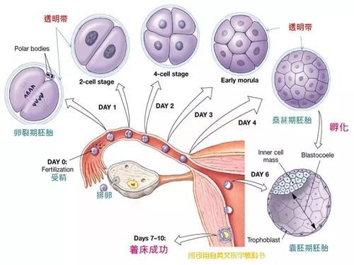 供卵试管代怀产子过程【供卵试管代怀产子:一场奇迹的孕育之旅】