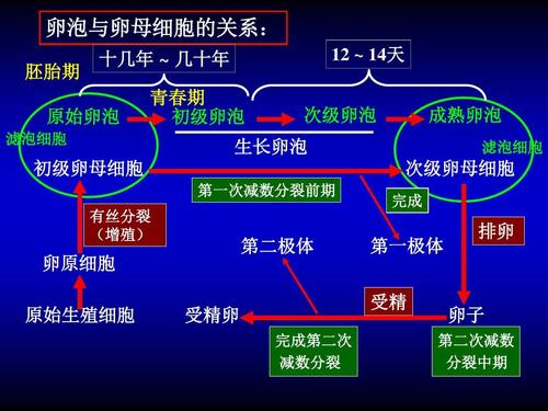 供卵流程是怎样的(供卵流程解析:详细了解供卵流程是怎样的)
