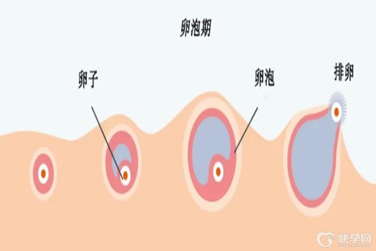 供卵女孩多少基础卵泡数较好【供卵女孩基础卵泡数多少才算较好?】