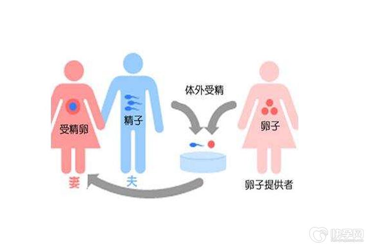 供卵流程和费用_供卵流程及费用详解
