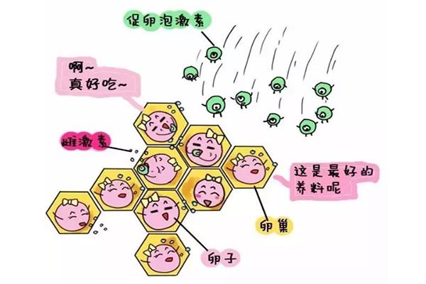 供卵代生【供卵代生：新生命的奇迹”】
